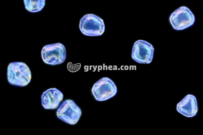 Pollen Aulne x200 - gryphea.com